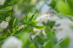 Clethra alnifolia 80-100   C12 - afbeelding 3