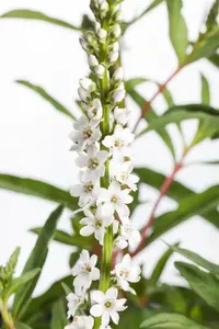 clethroides - afbeelding 2