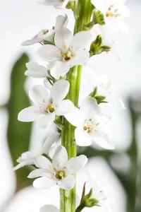 lysimachia clethroides P9 - afbeelding 5