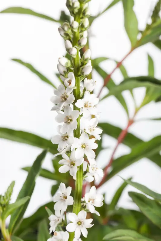 lysimachia clethroides P9 - afbeelding 2
