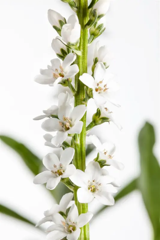 lysimachia clethroides P9 - afbeelding 3