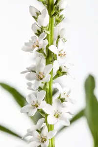 lysimachia clethroides P9 - afbeelding 3