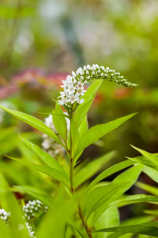 lysimachia clethroides P9 - afbeelding 5