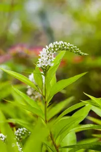 lysimachia clethroides P9 - afbeelding 5