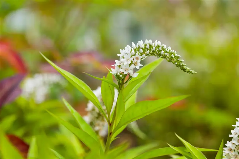 lysimachia clethroides P9 - afbeelding 4