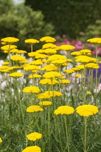 achillea filip. 'cloth of gold' P9
