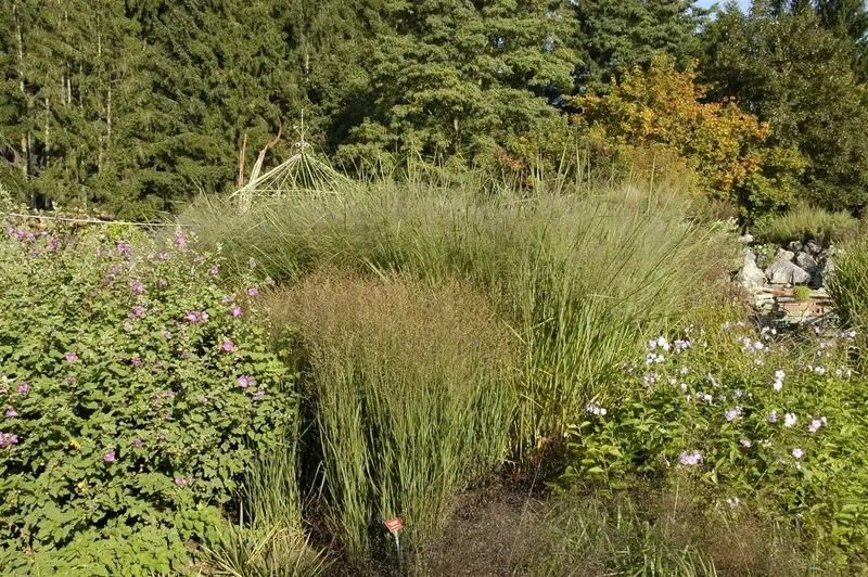 panicum virg. 'cloud nine' P9 - afbeelding 1