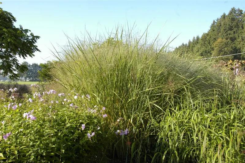 panicum virg. 'cloud nine' P9 - afbeelding 2