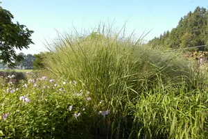 panicum virg. 'cloud nine' P9 - afbeelding 2