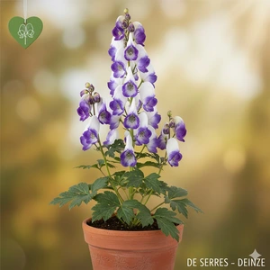Aconitum carmichaelii 'Cloudy' P11