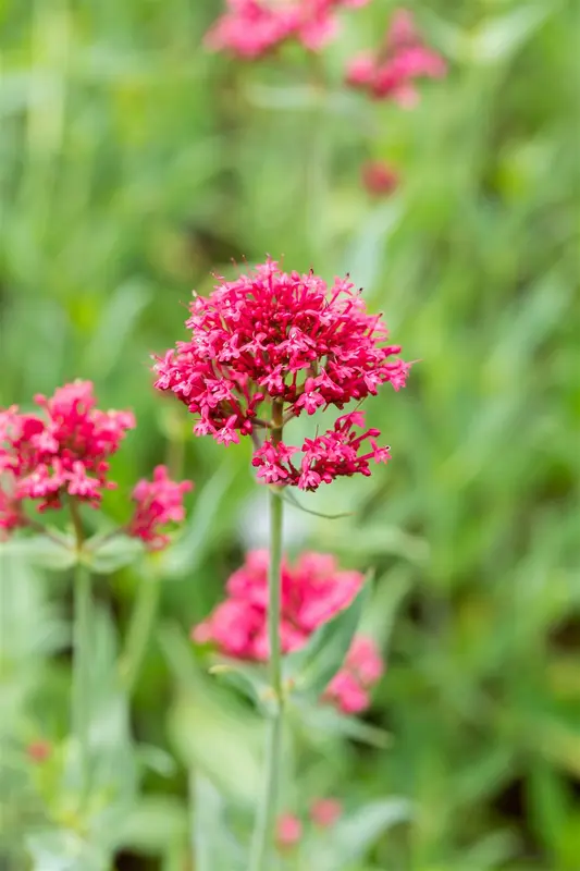 Coccineus - afbeelding 4