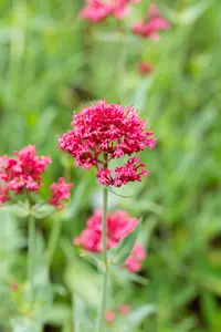 Coccineus - afbeelding 4
