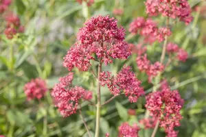 Coccineus - afbeelding 1