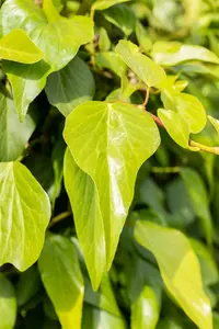 hedera colchica P9 - afbeelding 2