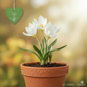 Colchicum autumnale 'Album'