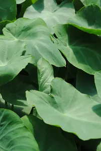 esculenta