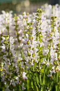 salvia color spires 'azure snow' P9 - afbeelding 2