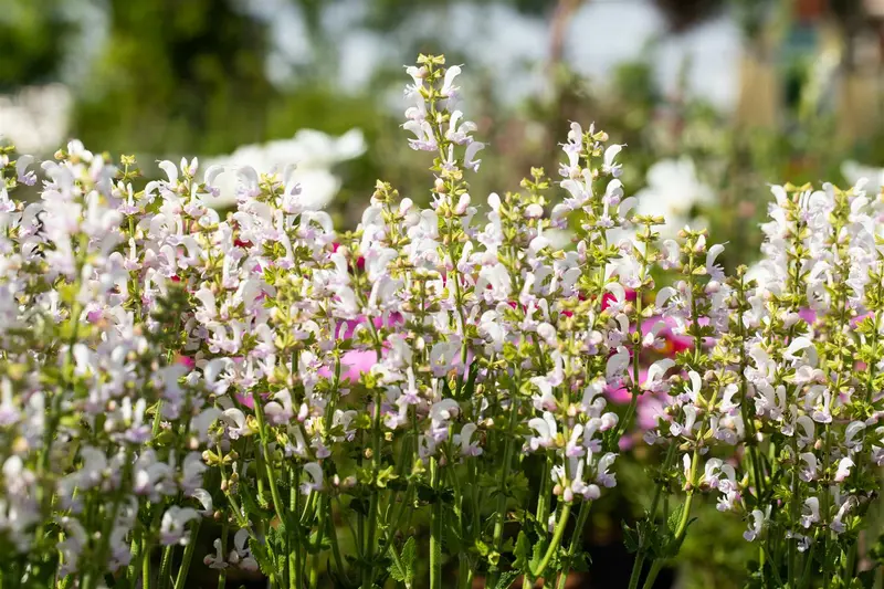 salvia color spires 'azure snow' P9 - afbeelding 2