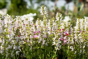 salvia color spires 'azure snow' P9 - afbeelding 2
