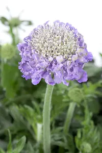 scabiosa columbaria P9 - afbeelding 3