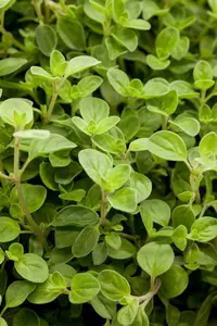 origanum vulg. 'compactum' P9 - afbeelding 5