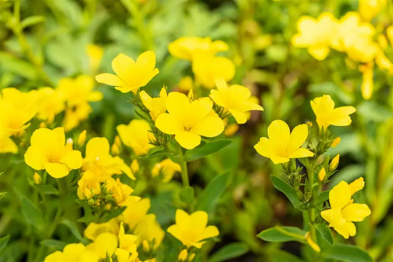 linum flavum 'compactum' P9