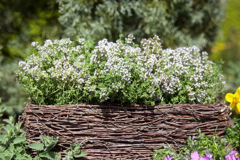 Thymus vulg. 'Compactus' P9