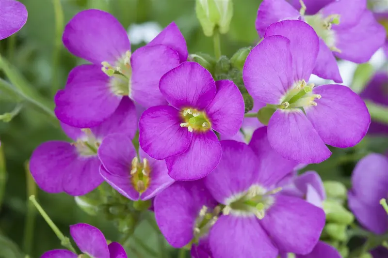 Arabis cauc. 'Compinkie' P9