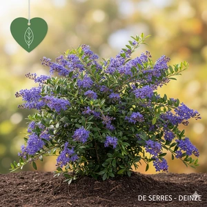 Ceanothus 'Concha' C (25- 30)