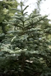 abies concolor (100-125 cm) - afbeelding 2
