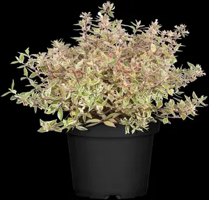 abelia grand. 'confetti'® ('conti'®) (25- 30cm) - afbeelding 2