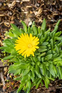 delosperma congestum P9 - afbeelding 2