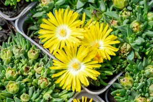 delosperma congestum P9 - afbeelding 2