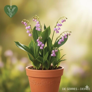 Convallaria majalis 'Rosea' P9