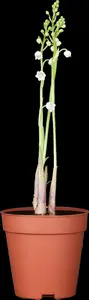convallaria majalis-p13 5+tak 5pp 6/999 jama - afbeelding 5