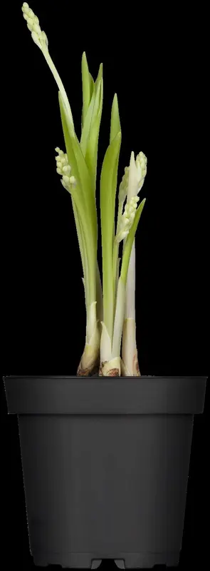 convallaria majalis (vanaf +/- 15/11) - afbeelding 5