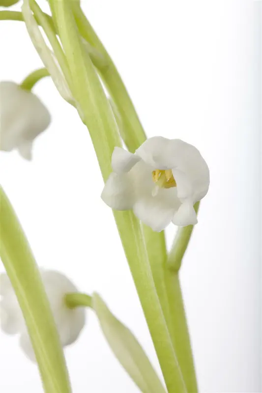 convallaria majalis (vanaf +/- 15/11) BLOEMBOL *15 - afbeelding 3