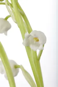convallaria majalis (vanaf +/- 15/11) BLOEMBOL *15 - afbeelding 3