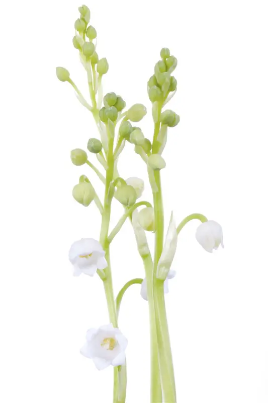 convallaria majalis (vanaf +/- 15/11) BLOEMBOL *15 - afbeelding 4