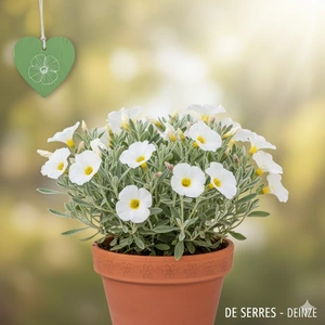 Convolvulus cneorum 'Snow Angel' P9