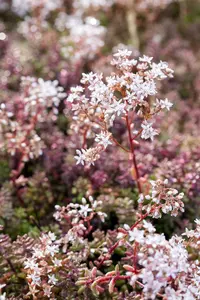 Coral Carpet - afbeelding 1