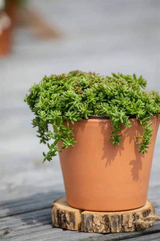 Sedum album 'Coral Carpet' P9 - afbeelding 2