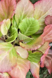 cordifolia - afbeelding 1