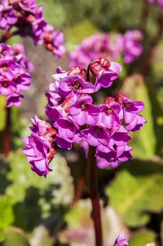 cordifolia - afbeelding 4