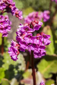 cordifolia - afbeelding 4