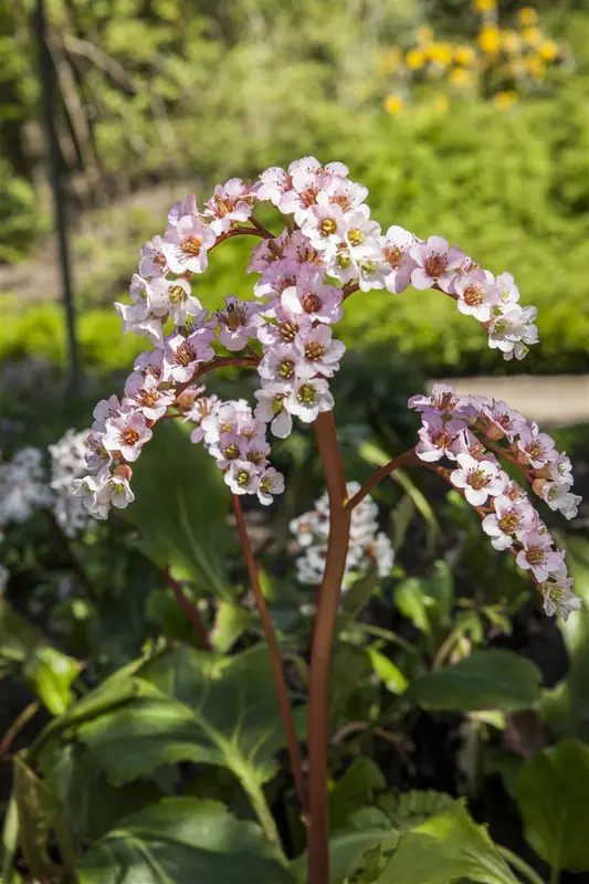 cordifolia - afbeelding 5