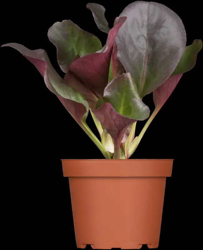 cordifolia - afbeelding 2