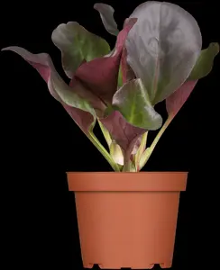 cordifolia - afbeelding 2