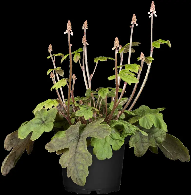 cordifolia - afbeelding 3