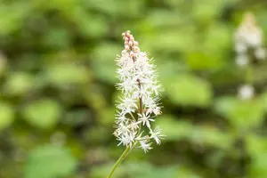 cordifolia - afbeelding 5